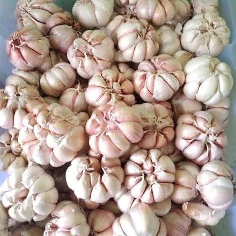 

Bawang Putih 1 Kg