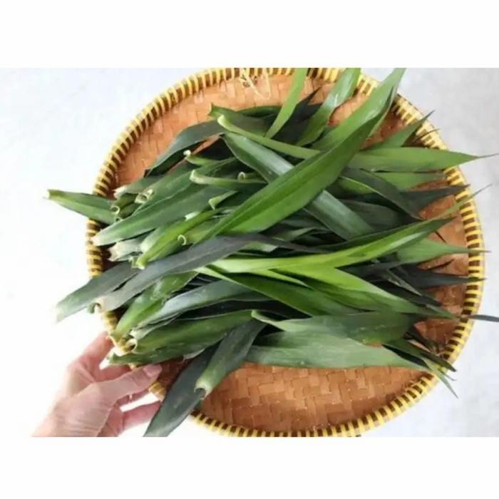 

LS DAUN SUJI SEGAR PETIK LANGSUNG BARU KIRIM