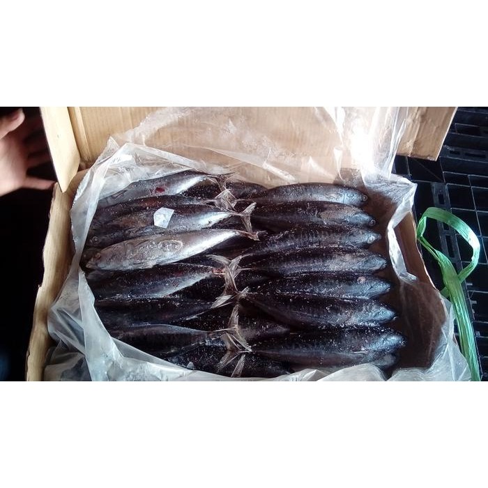 

HSS Ikan Deho Beku/ Tongkol Beku/ Ikan Beku / size 3-10 pcs/kg