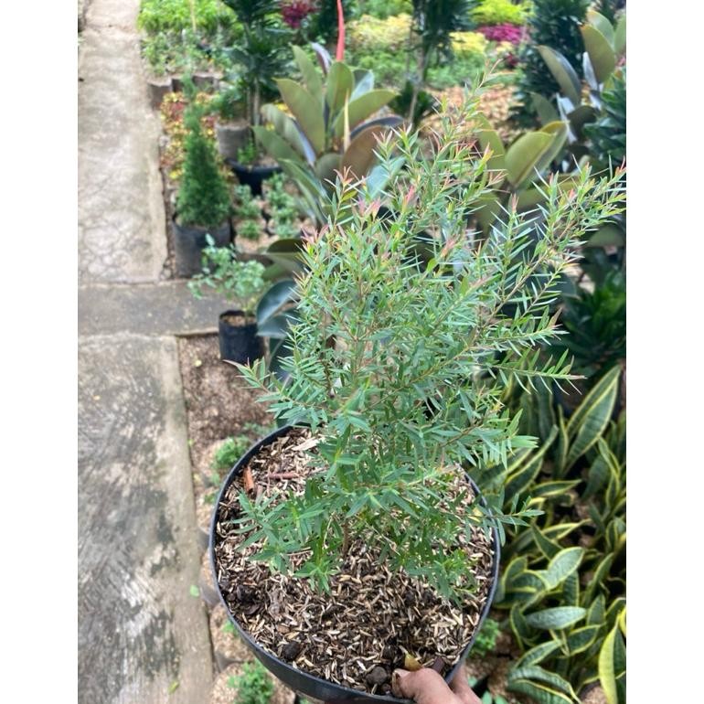 Tanaman Minyak Kayu Putih Asli Berdaun Wangi Tanaman Herbal Plus Pot