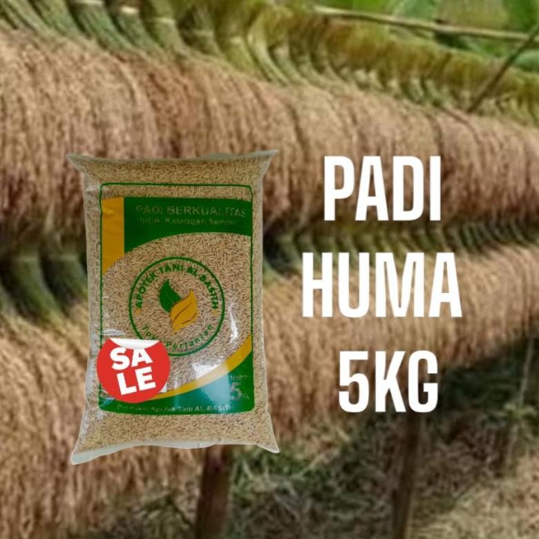 Bibit Padi Huma Padi Darat 5Kg Padi Beras Merah