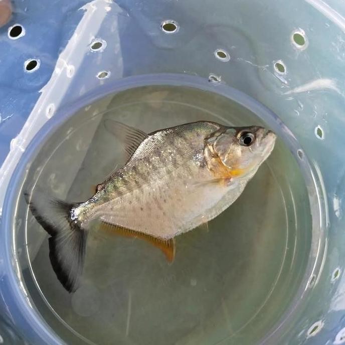 serrasalmus compressus 1 ekor baby