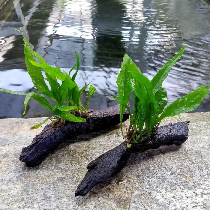RAS Ornamen Kayu Rentek Kadaka Hiasan Aquarium Aquascape