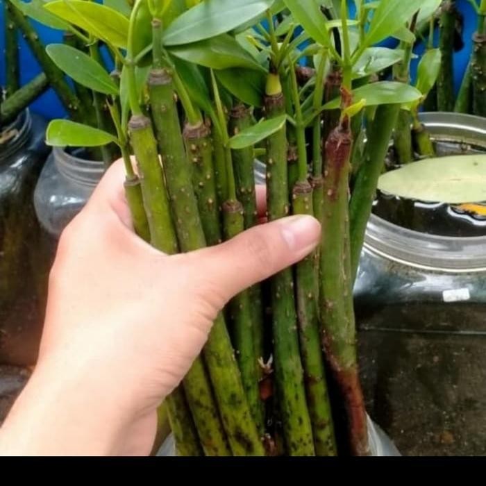 RAS pohon bakau untuk sumo aquarium/filter aquarium air laut