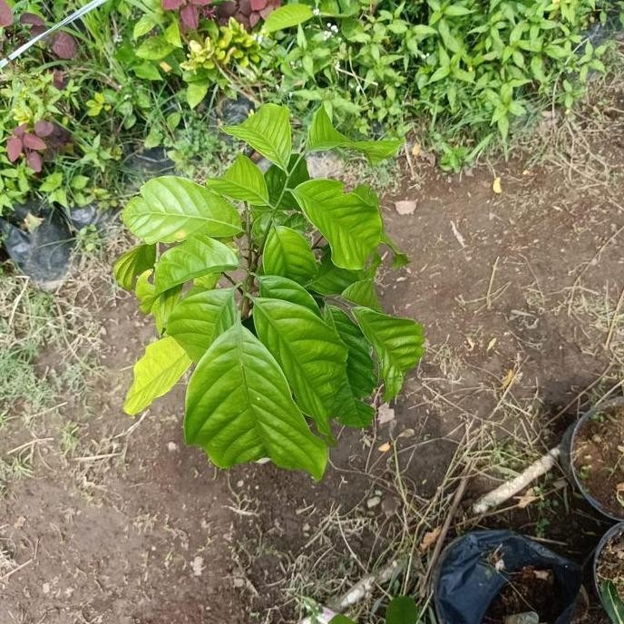 PREMIUM Bibit pohon kecapi / Tanaman buah kecapi