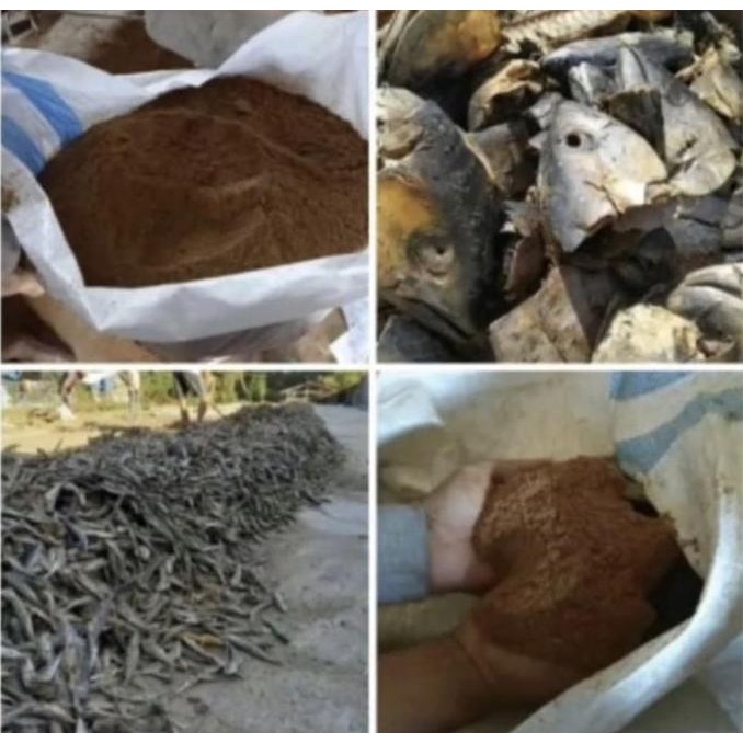 

Tepung Ikan Steam Asli 100 Persen Murni Grade A / Tepung ikan Asli