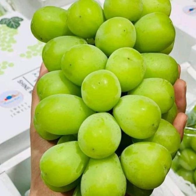 Bibit Anggur Shine Muscat 100% Valid Hasil Grafting