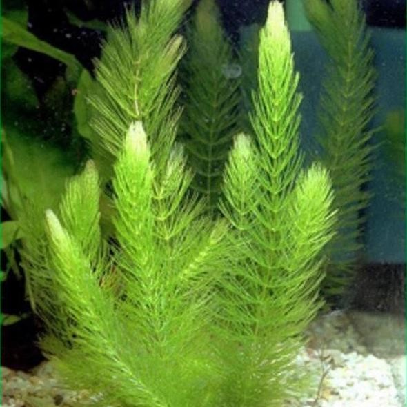 tanaman ganggang air aquarium green cabomba 1