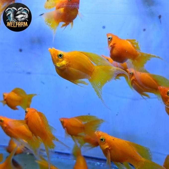ikan hias molly balon oren cawang