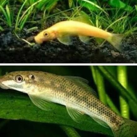 Ikan CAE Pembersih Algae Chinese Algae Eater