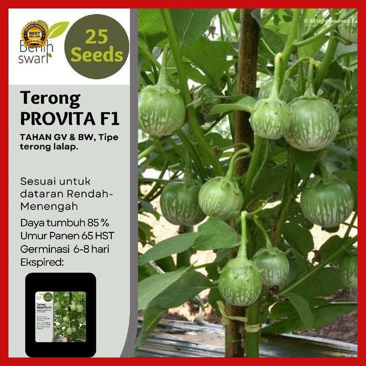 (Terbaru) Isi 25 Butir Benih Terong Lalap Hijau Provita F1 Bestseller