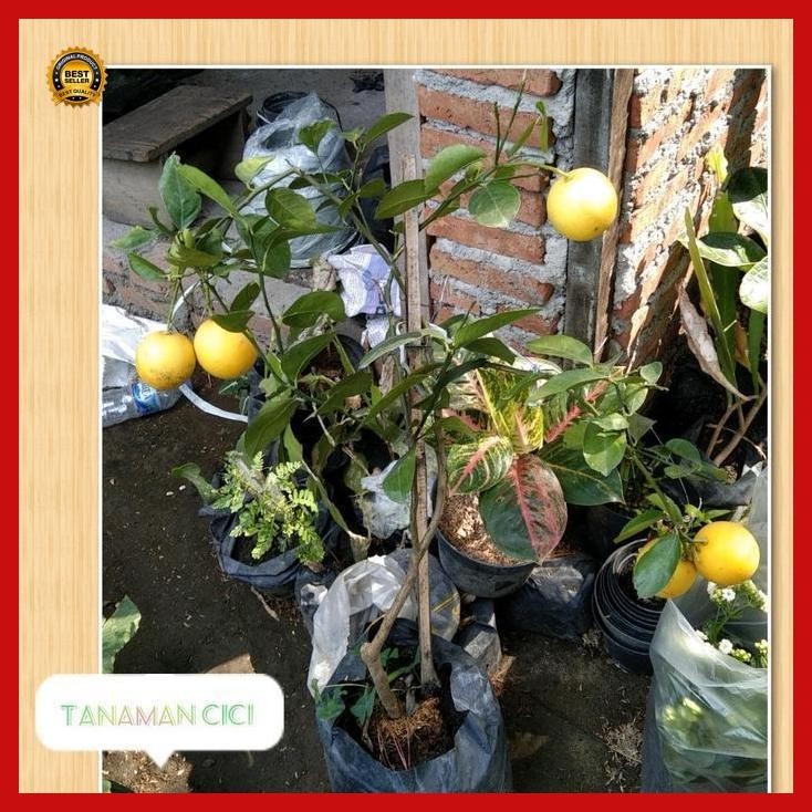 

(Terbaru) Pohon Lemon Import Berbuah Surabaya Bestseller