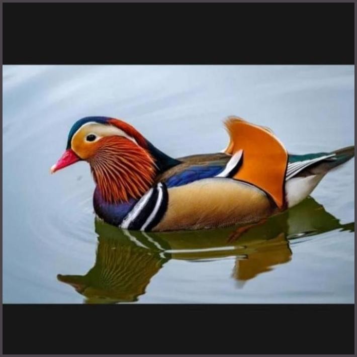 

FRESHH TELUR BEBEK MANDARIN SIAP TETAS TERBARU