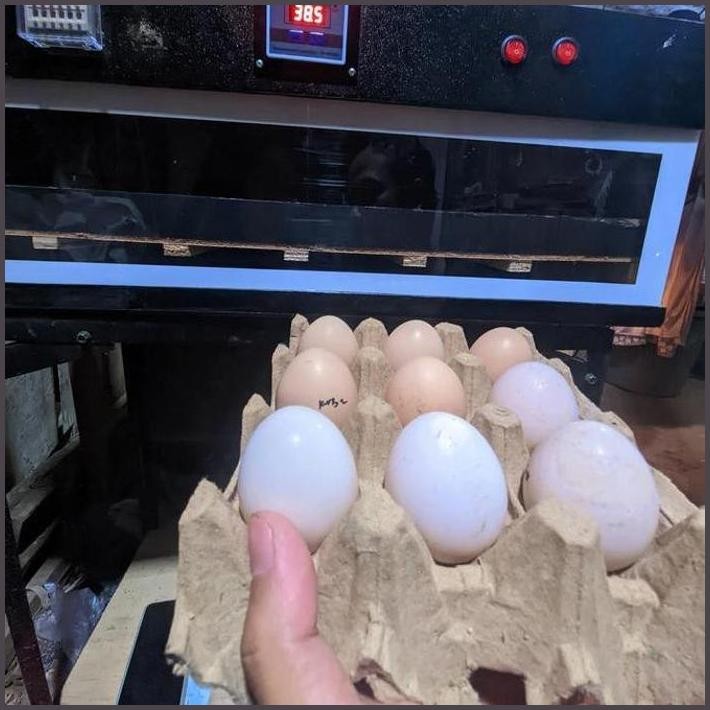 

FRESHH TELUR TETAS AYAM KUB 2 TELUR FERTIL AYAM KUB TERBARU