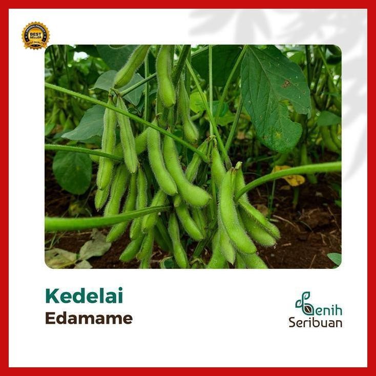 

(Terbaru) 5 Benih Kedelai Edamame Ryoko Bibit Sayuran Kacang Jepang Super Unggul Bestseller