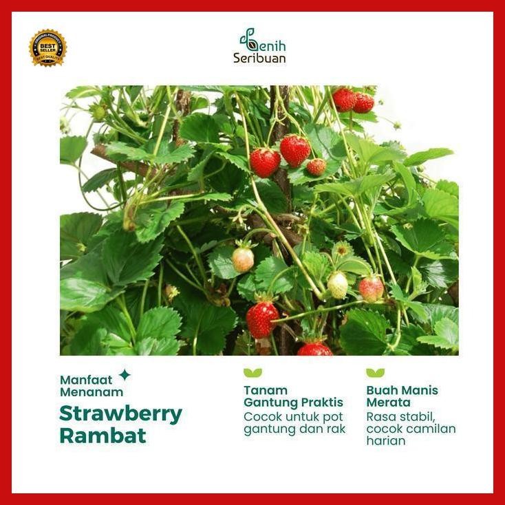 (Diskon) 10 Benih Strawberry Rambat Import Benih Buah Stroberi Manis Unggul Bestseller