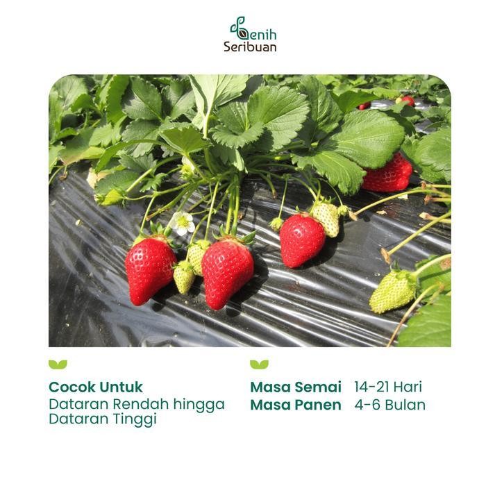 (Terbaru) 10 Benih Strawberry Mencir Dataran Rendah Benih Buah Stroberi Manis Bestseller