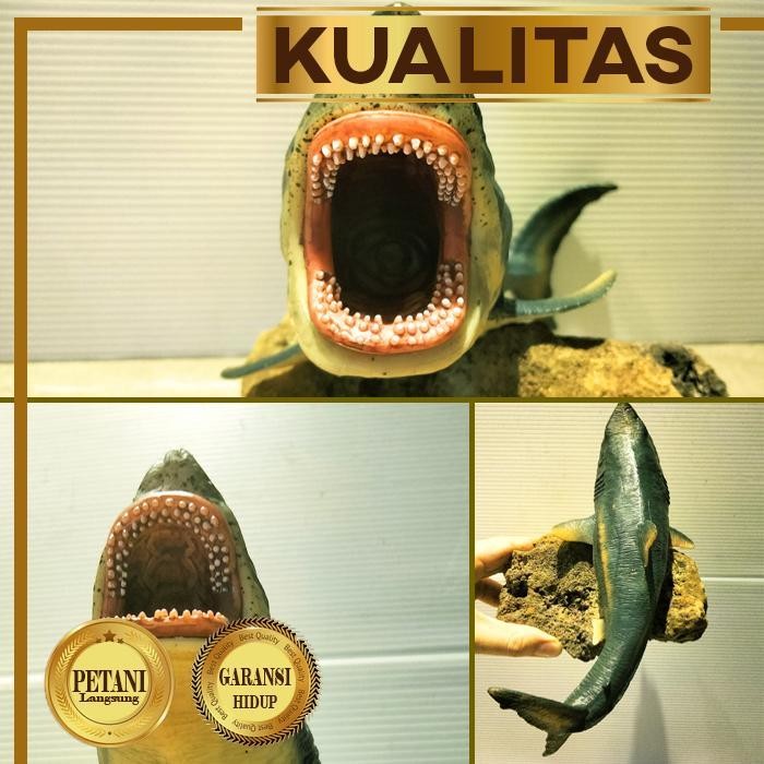 RA Hiu Purba Hiasan Aquarium Aquascape Ikan Hias dan Tanaman Air Tawar