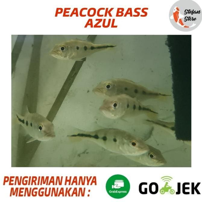 Ikan Peacock Bass Azul