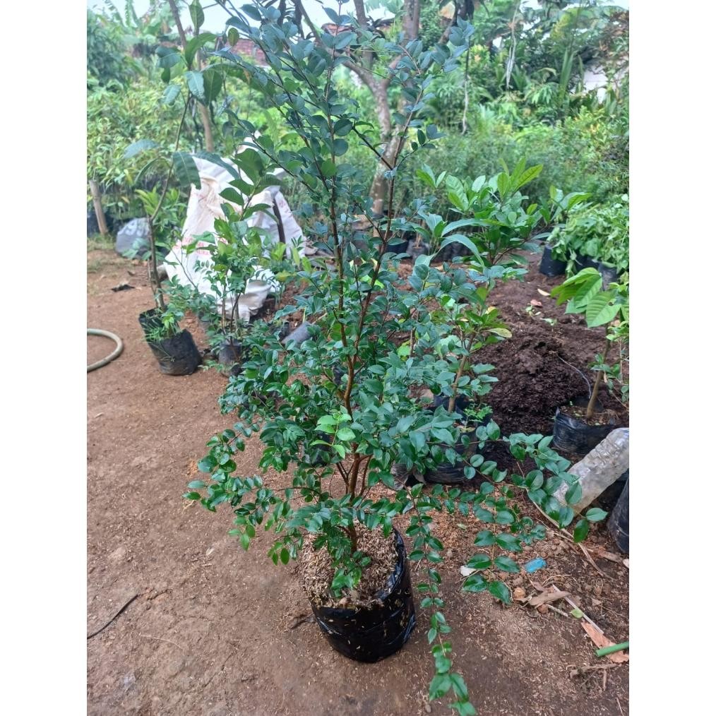 Bibit Anggur Brazil (1 Meter Up Rimbun Bercabang)