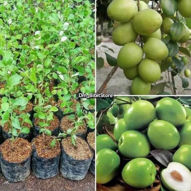 Bibit Apel Futsa India Kondisi Berbunga/ Berbuah