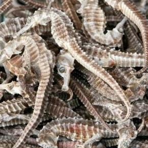 kuda laut kering asli besar 8cm 3biji