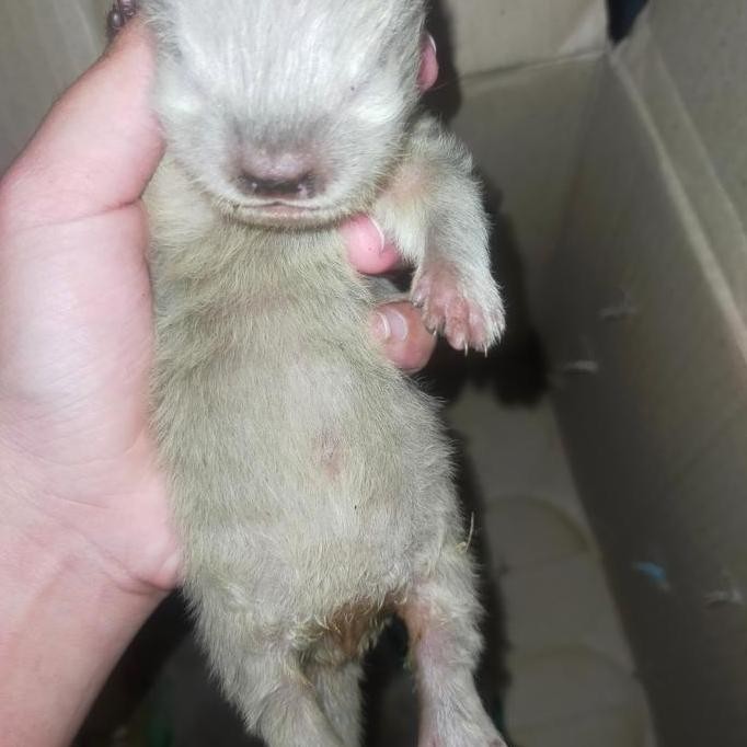 baby otter / berang berang