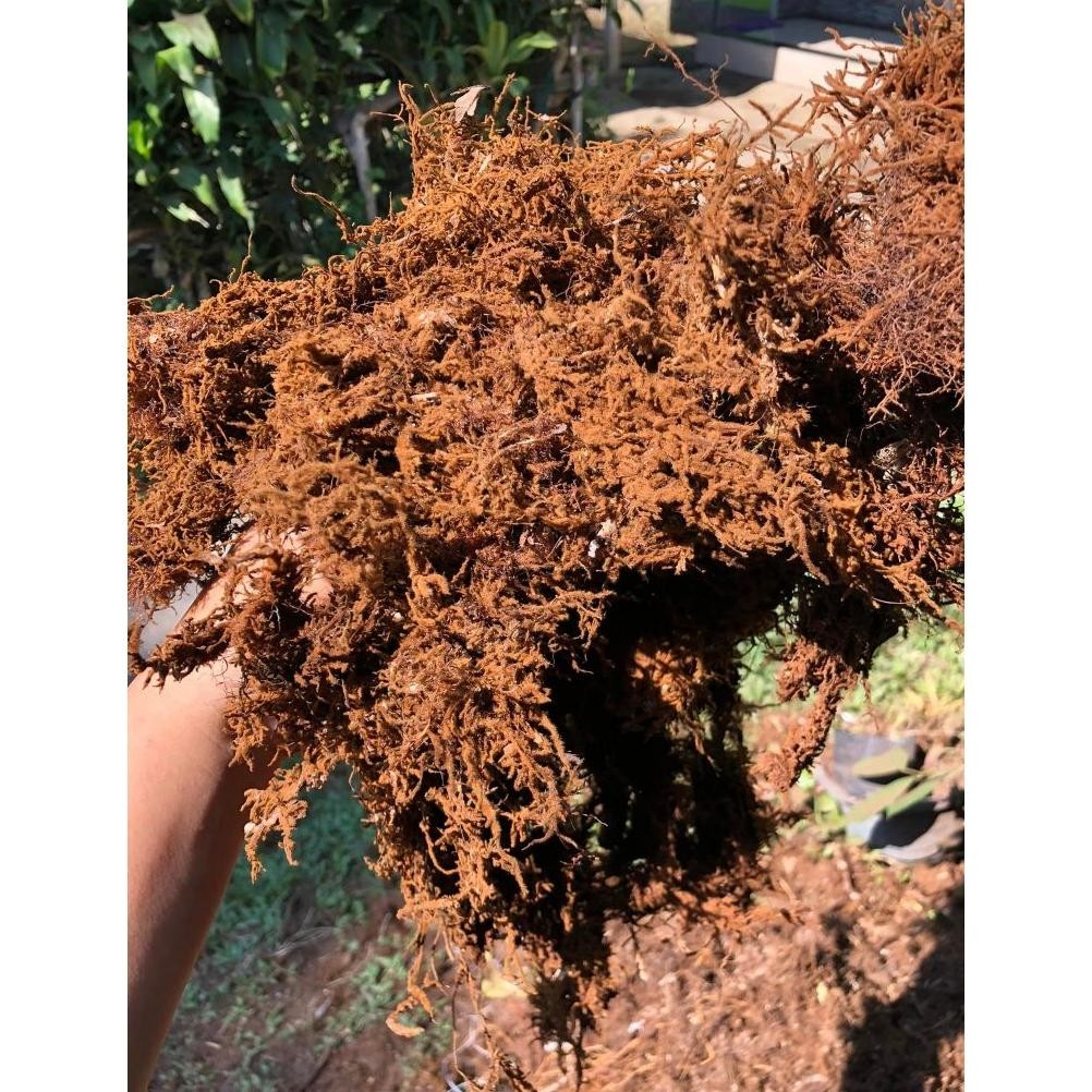 Promo Cod Mos Hitam Asli Media Anggrek 1Kg ...