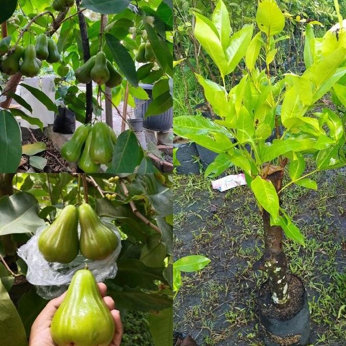 Bibit Jambu air green giant cangkok