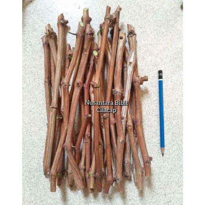 cutting batang anggur import berkayu jupiter dixon heliodor siap semai