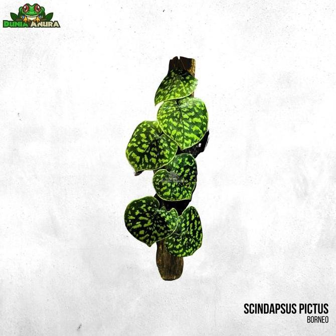 Tanaman Vivarium Scindapsus Pictus Sp Yellow Spot - Borneo