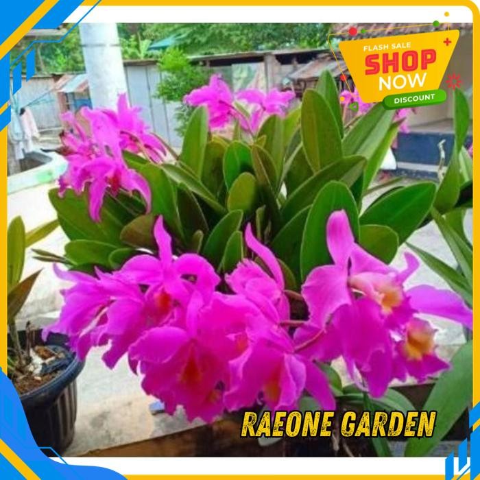 BUNGA ANGGREK POT CANTIK ANGGREK CATLEYA MANTINI TERBAIK