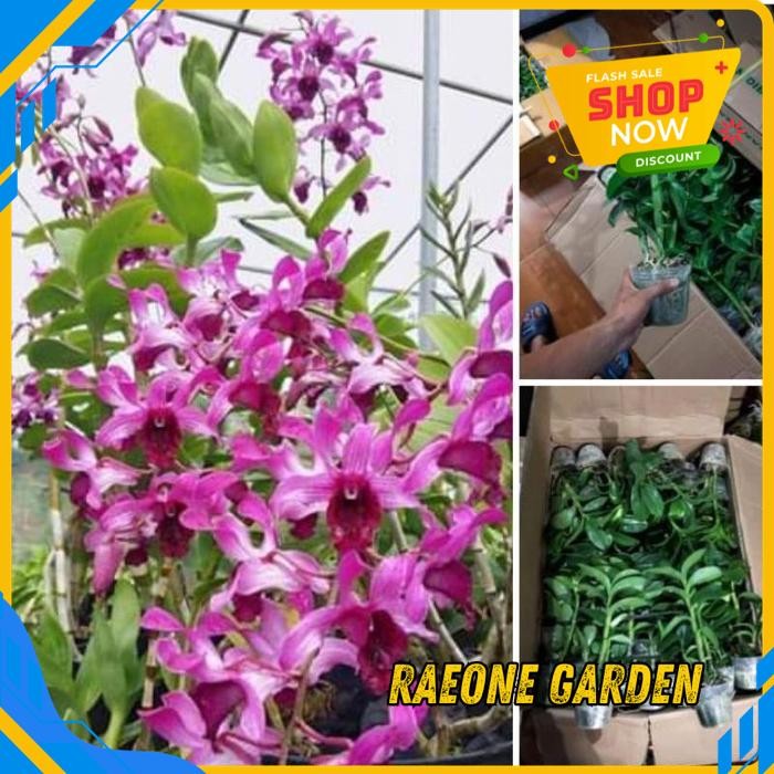TANAMAN HIAS ANGGREK DENDROBIUM DENDROBIUM INARAYA RED DEWASA BESAR TERMURAH