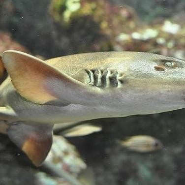 BAMBOO SHARK/ IKAN HIAS PREDATOR LAUT HIU BAMBU ORIGINAL DAN TERPERCAYA