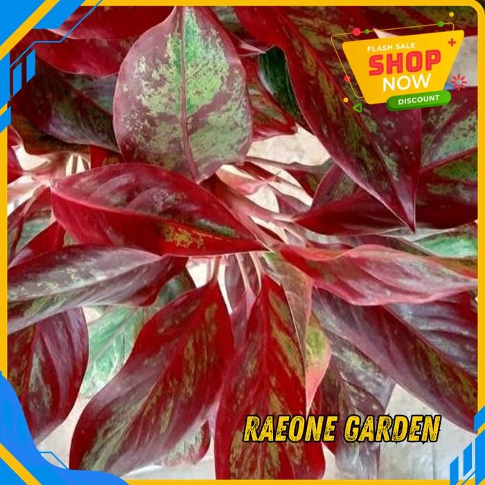 TANAMAN HIAS ANGGREK DENDROBIUM TANAMAN HIAS AGLONEMA LIPSTIK RUMPUN 6 BESAR DG TERBAIK