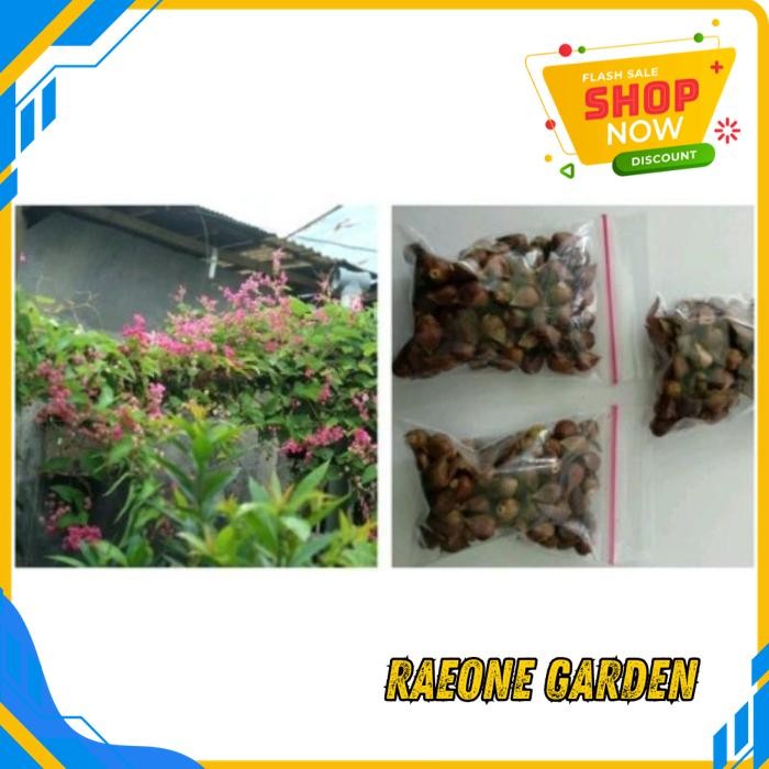 ANGGREK BULAN PUTIH HIDUP SEGAR BIJI  BUNGA AIR MATA PENGANTIN 50BIJI BEST PRODUK