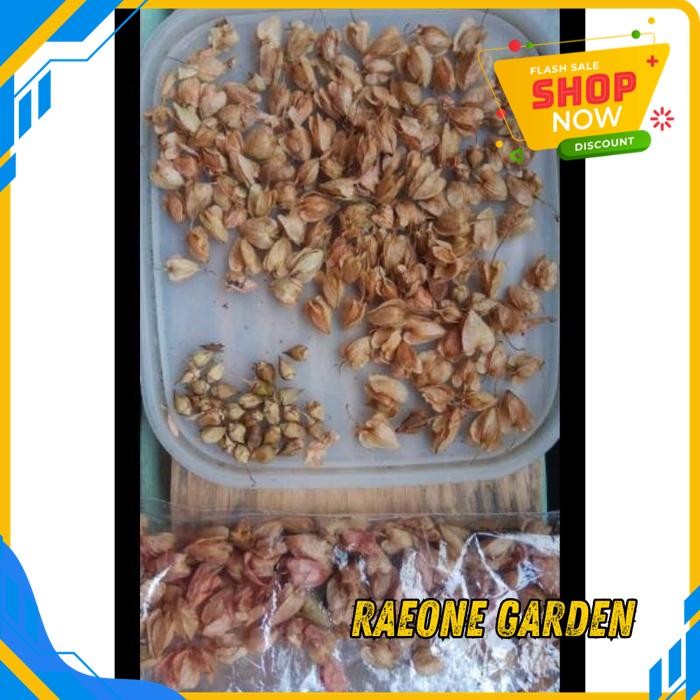 ANGGREK BULAN PUTIH HIDUP SEGAR BIJI BUNGA AMP 70BIJI PRODUK PILIHAN