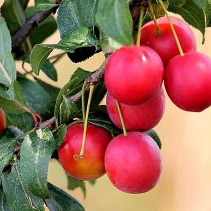 Tanaman Bibit Buah Plum Merah