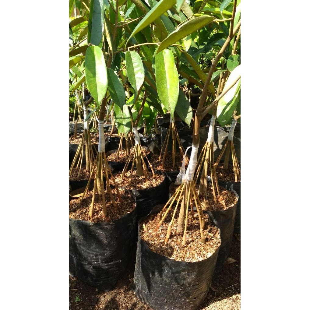Bibit tanaman buah durian musangking kaki 10..