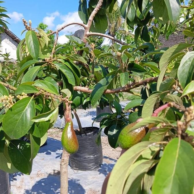 Bibit Tanaman Buah Alpukat Red Vietnam Okulasi SUDAH BERBUNGA/BERBUAH