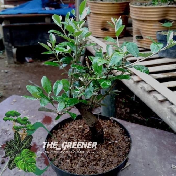 BIBIT BAHAN BONSAI KIPERAK SILVER BERRY TANAMAN HIAS