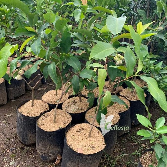 Bibit Tanaman Buah Jambu Air Madu Deli Jumbo (Sudah Berbuah)