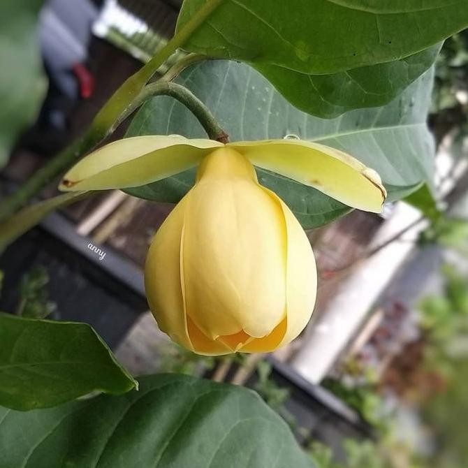 bibit tanaman cempaka gondok kuning sudah berbunga
