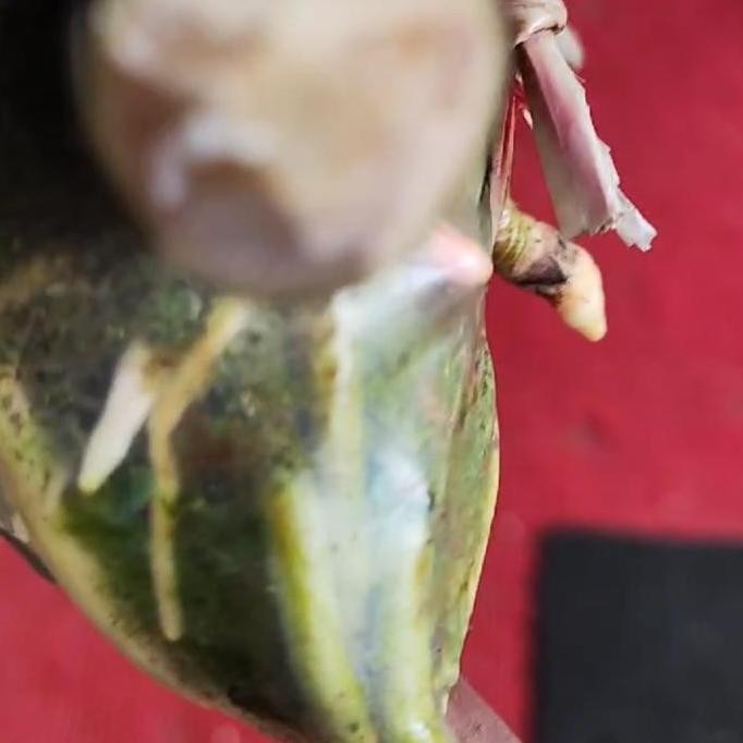 Bibit tanaman Mamey sapote 1 meter murah Indukan sudah buah