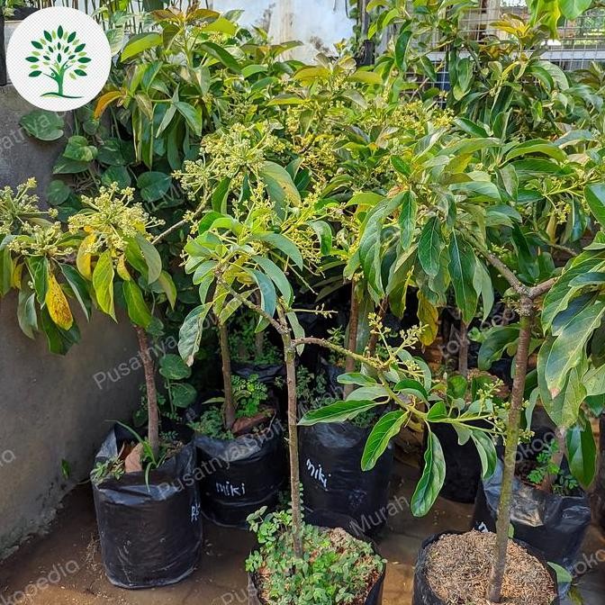 Bibit Pohon Alpukat Berbunga-Tanaman Buah Alpukat Berbunga Super