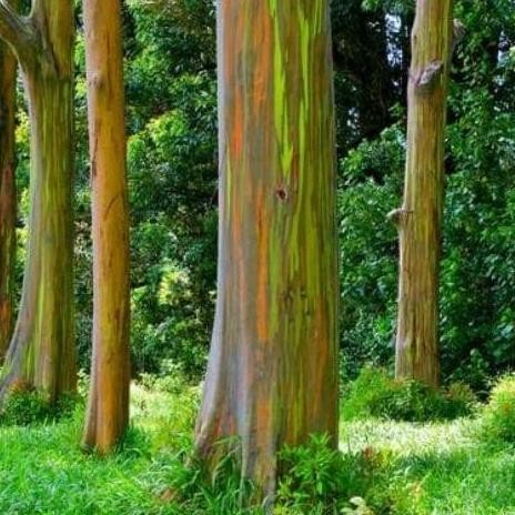 5 bibit tanaman eucalyptus