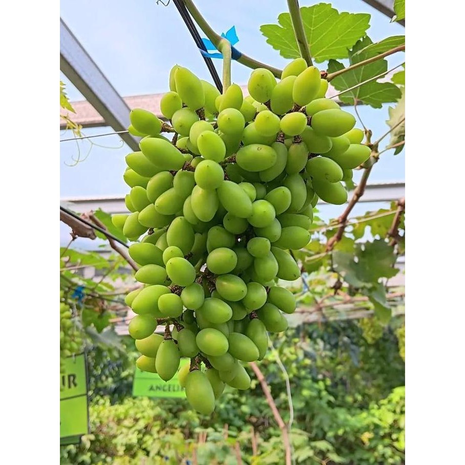 Bibit Anggur Heliodor Premium Benih Buah Anggur Bibit Tanaman Anggur