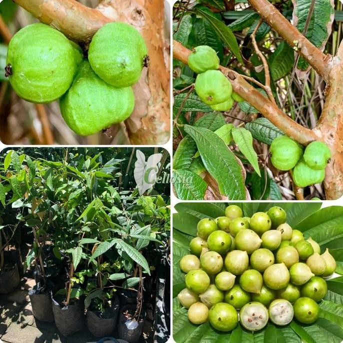 Bibit Tanaman Buah Anggur Pohon Putih / White Jaboticaba Genjah