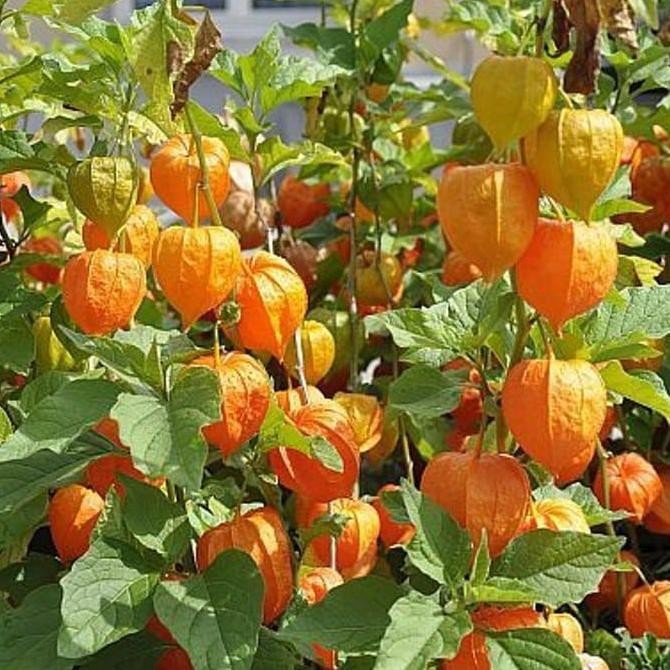 Biji Buah Ciplukan Kuning Jumbo - Bibit Tanaman Pohon Ciplukan Kuning - Ciplukan Kuning Jumbo - Cod