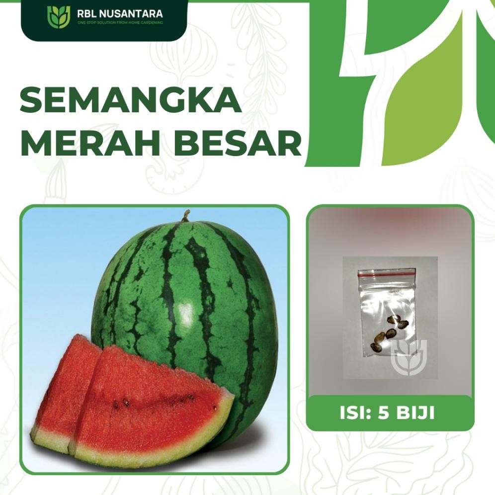 Benih Buah-Buahan: 5 Benih Semangka Jumbo F1 Kualitas Unggul